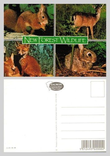 Postcard new forest - -, wildlife