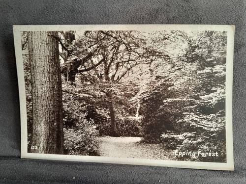 Epping forest woodland walk - epping,