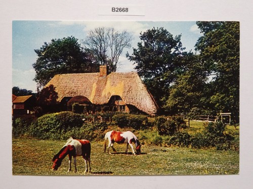 New forest postcard - new,