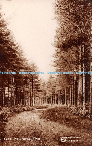 R443915 4345 new forest pines - r443915,