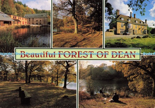 D175136 beautiful forest - beautiful,