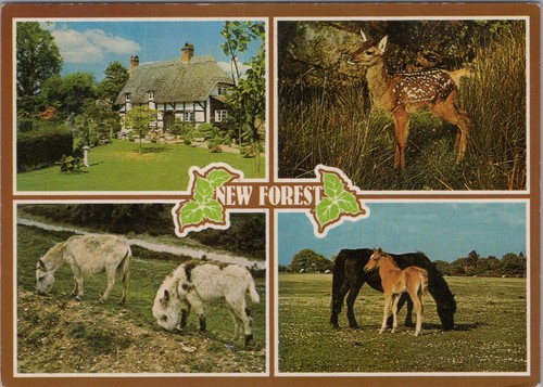 Hampshire postcard the new - postcard,