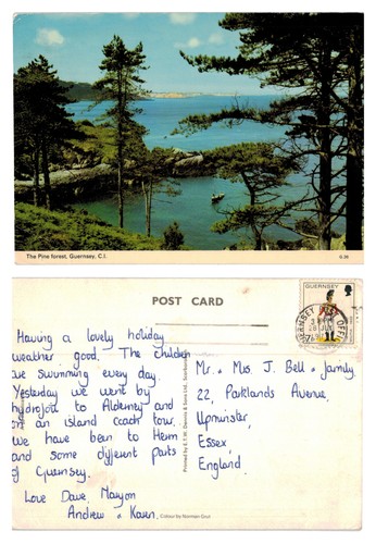 Postcard the pine - postcard, forest
