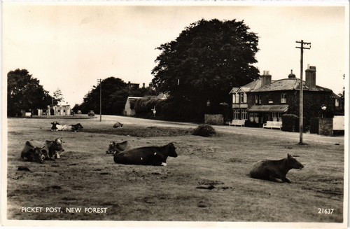Hampshire new forest picket - hampshire,