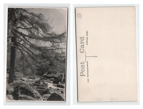 Postcard natural woodland - -,