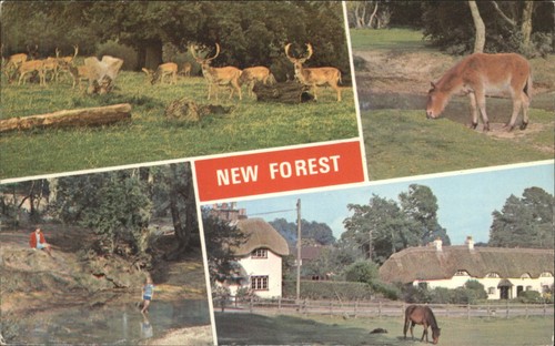 Vintage new forest postcard - vintage,