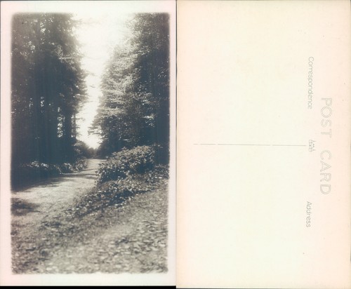 Forest path unidentified