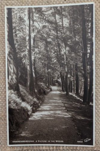 Knaresborough woods woodland - knaresborough,