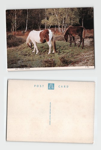 Postcard new forest ponies - postcard,