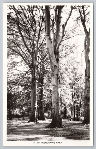 Wythenshawe park tall tree - in,