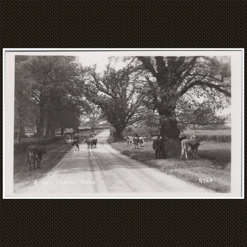 New forest road - forest, postcard