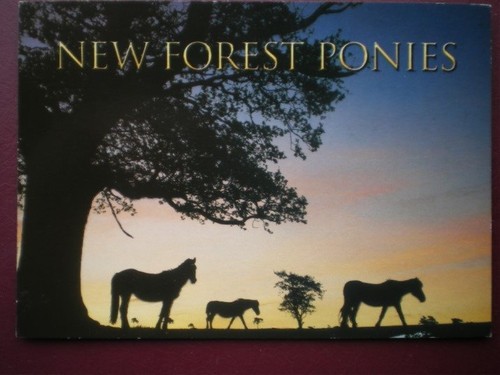 Postcard hampshire new forest - postcard,