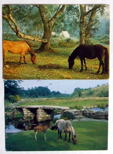 Postcards ponies new - postcards, ponies,