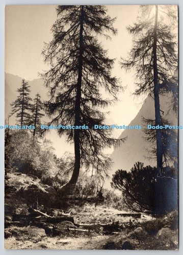 L356304 the forest postcard - in,