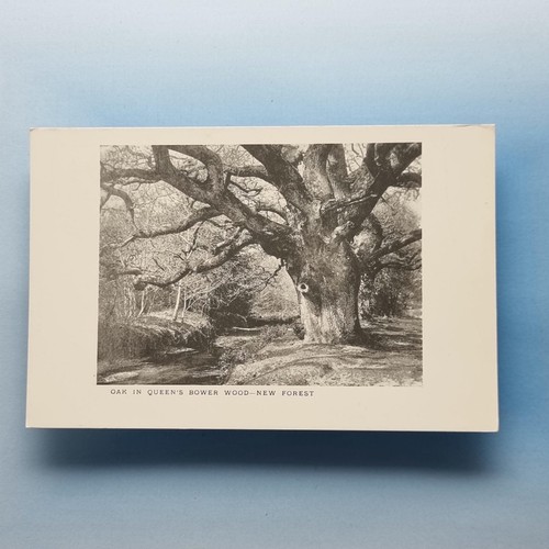 New forest postcard - forest,