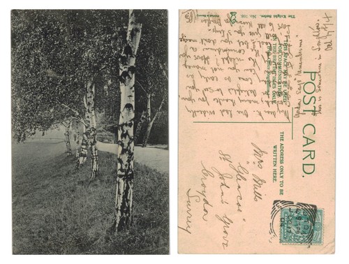 Vintage postcard birch tree - vintage,