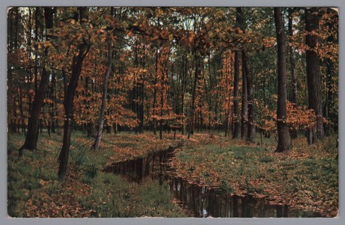Postcard autumn forest - an,