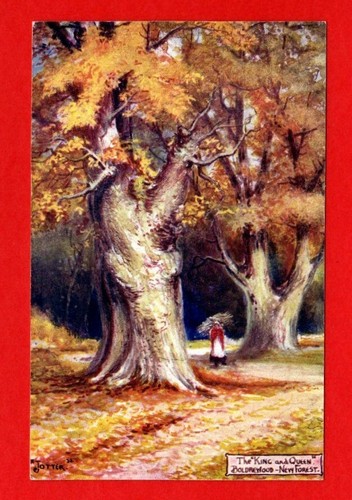 041517 postcard new forest - ,