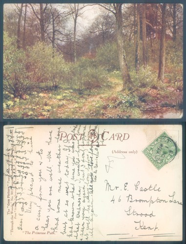 Woodland path with primroses