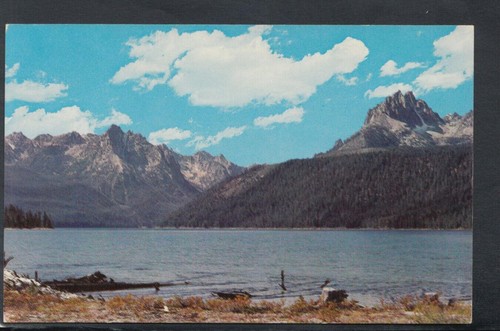America postcard big redfish - postcard,