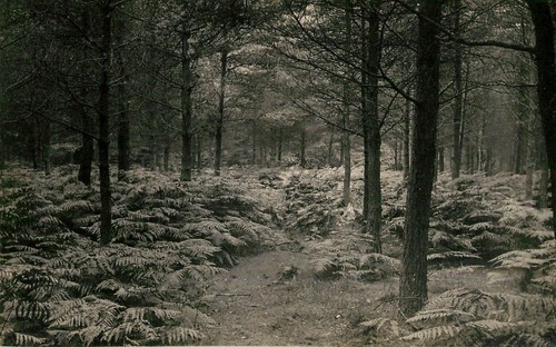 Unknown woodland bernard - unknown,