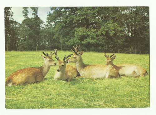 Fallow deer new forest - fallow,
