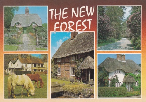 The new forest various - forest,
