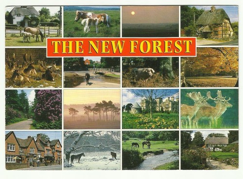 The new forest postcard - forest,