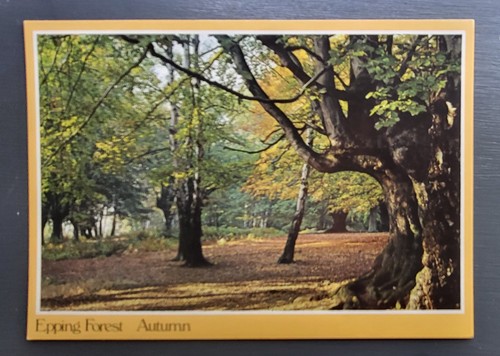 Vintage postcard unused autumn - vintage,