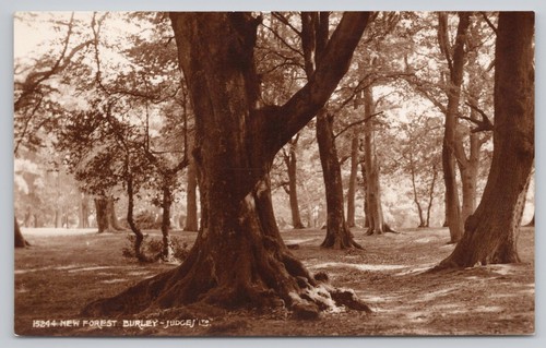 S23718 new forest burley - s23718,