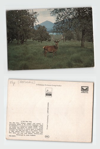 Postcard red deer stag glen - postcard,