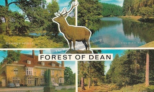 Forest dean gloucestershire - of,